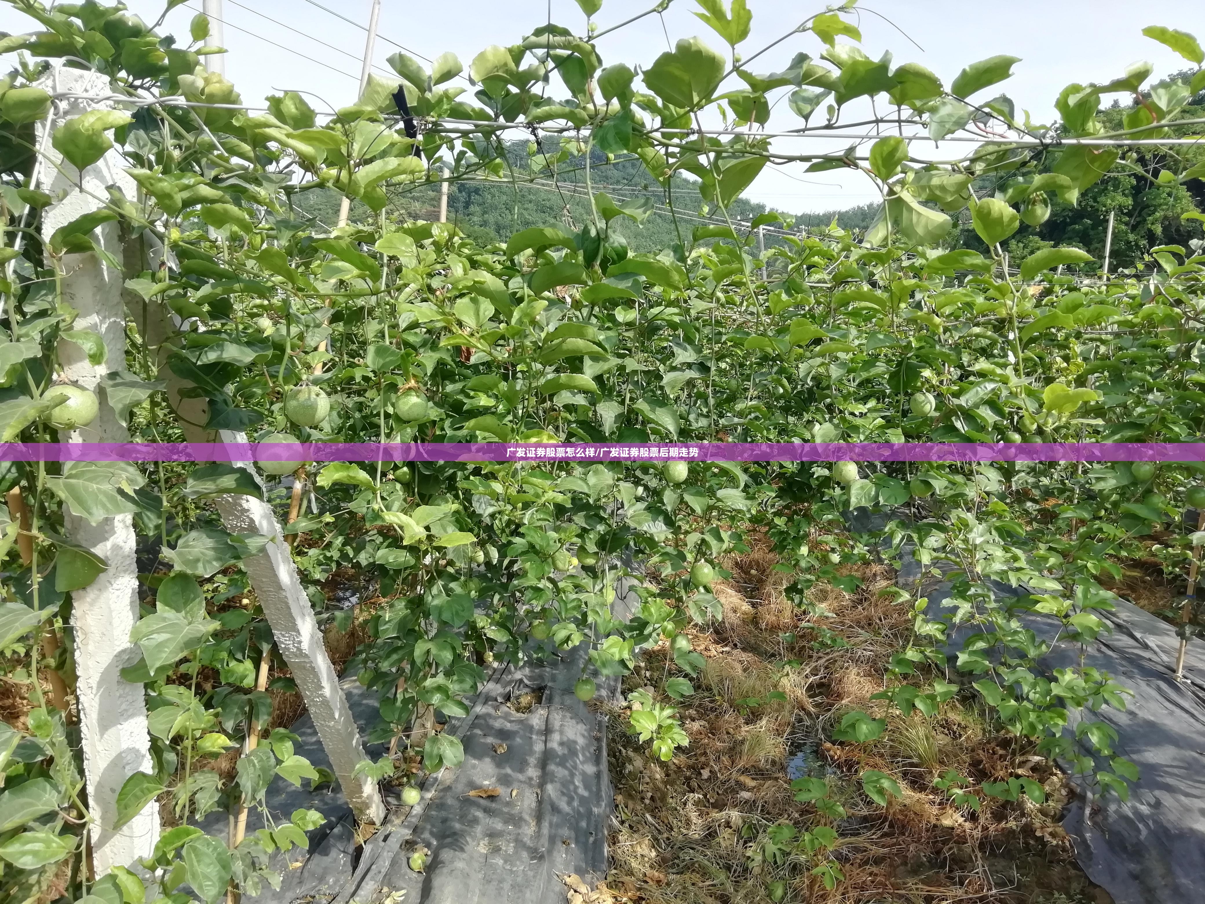 广发证券股票怎么样/广发证券股票后期走势