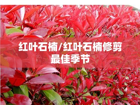红叶石楠/红叶石楠修剪最佳季节 红叶石楠/红叶石楠修剪最佳季节