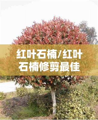 红叶石楠/红叶石楠修剪最佳季节 红叶石楠/红叶石楠修剪最佳季节