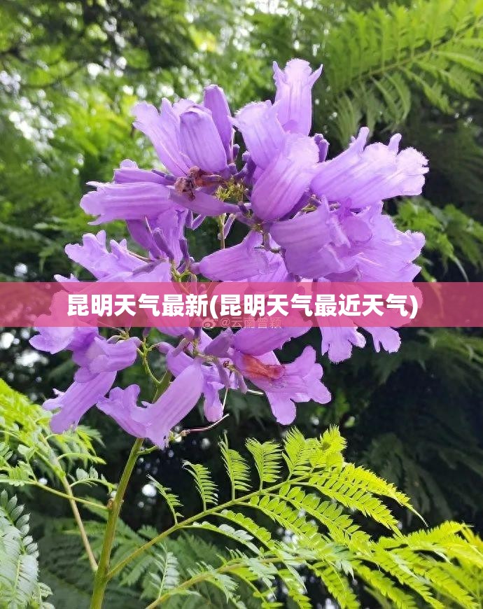 昆明天气最新(昆明天气最近天气)