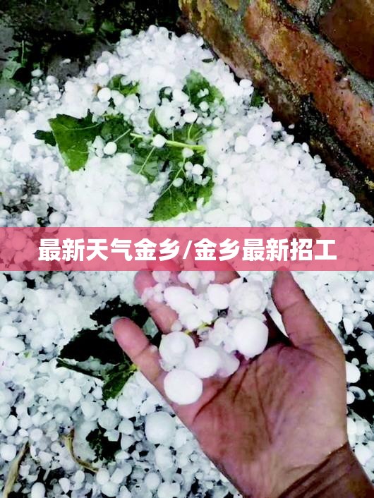 最新天气金乡/金乡最新招工 最新天气金乡/金乡最新招工