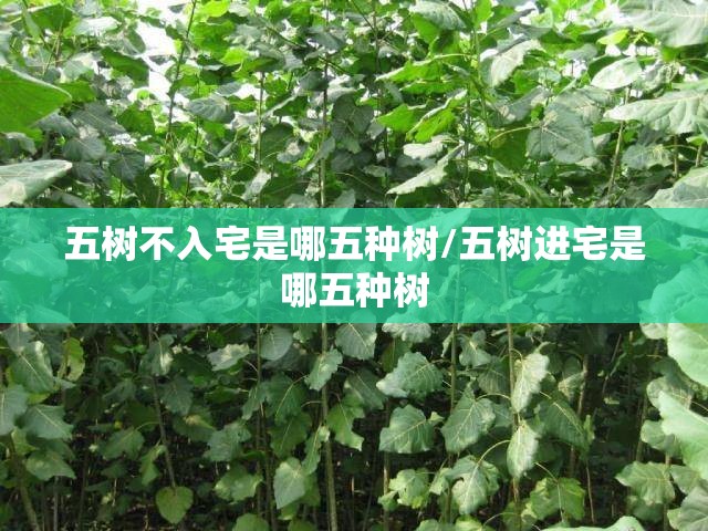 五树不入宅是哪五种树/五树进宅是哪五种树