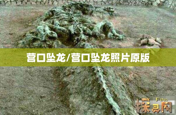 营口坠龙/营口坠龙照片原版