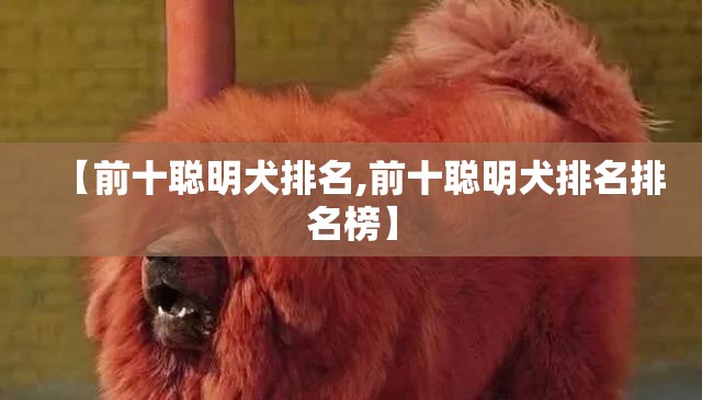 【前十聪明犬排名,前十聪明犬排名排名榜】