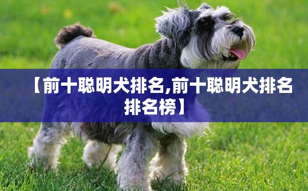 【前十聪明犬排名,前十聪明犬排名排名榜】