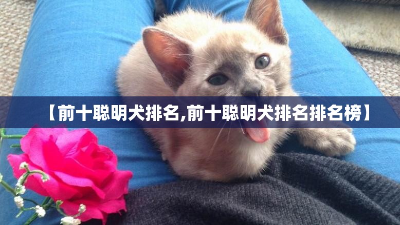 【前十聪明犬排名,前十聪明犬排名排名榜】
