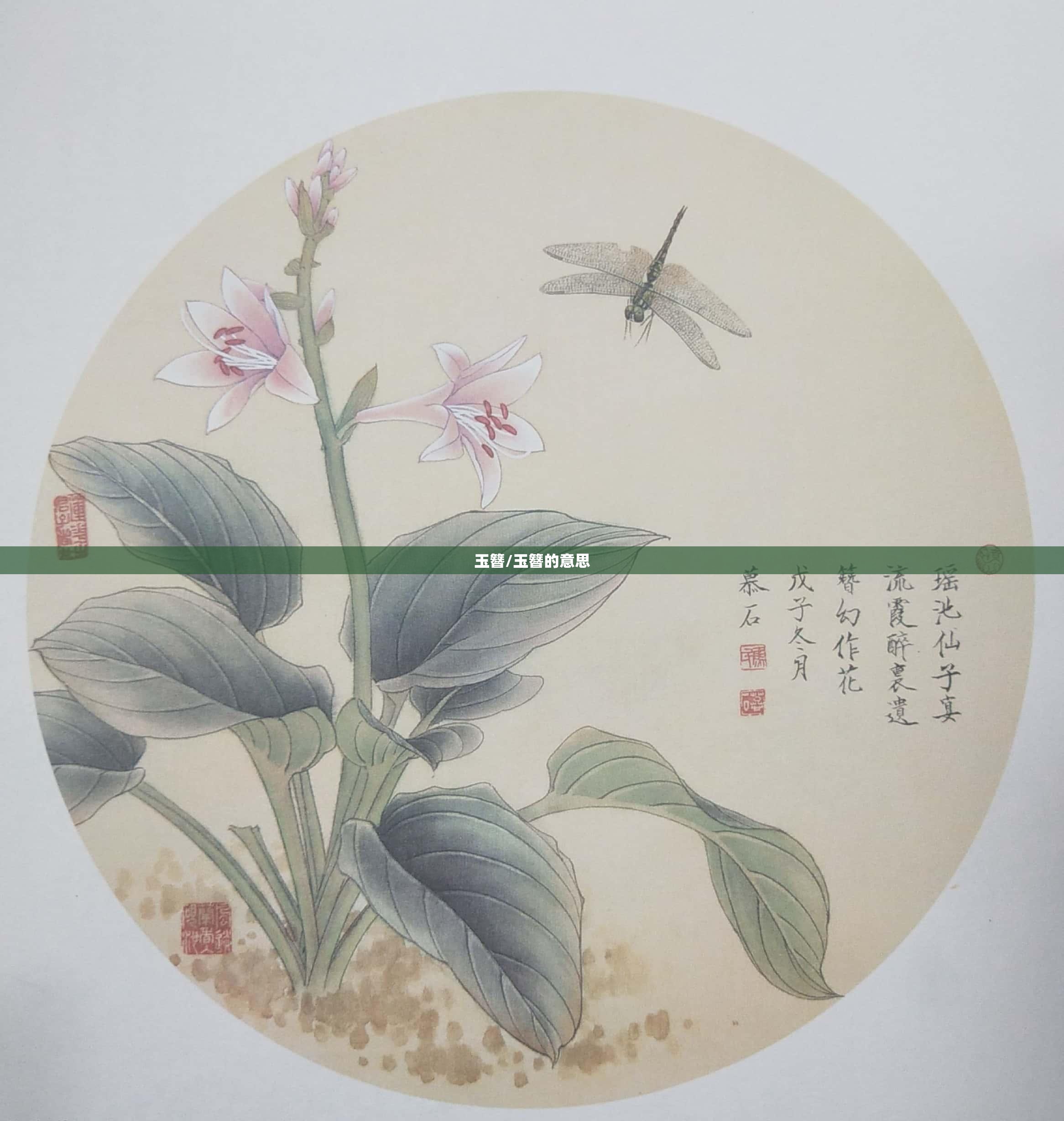 玉簪/玉簪的意思 玉簪/玉簪的意思